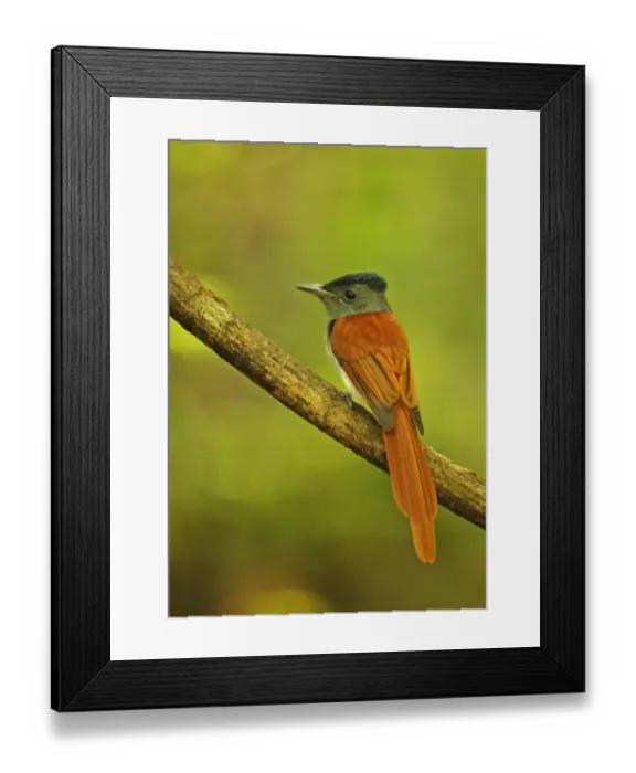 Framed Print : Asian Paradise-flycatcher (Terpsiphone paradisi indochinensis) adult male, perched on branch, Kaeng Krachan N. P Framed Print : Asian Paradise-flycatcher (Terpsiphone paradisi indochinensis) adult male, perched on branch, Kaeng Krachan N. P