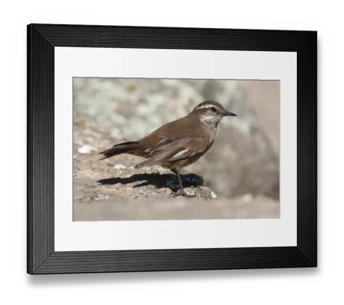 Framed Print : Olrog's Cinclodes (Cinclodes olrogi) adult, standing on rock, Pampa de Achala, Cordoba, Argentina, april Framed Print : Olrog's Cinclodes (Cinclodes olrogi) adult, standing on rock, Pampa de Achala, Cordoba, Argentina, april