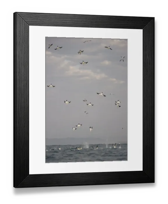 Framed Print : Cape Gannet (Morus capensis) adults, group in flight, diving for fish at sea, offshore Port St. Johns, Wild Coast, Eastern Cape (Transkei), South Africa Framed Print : Cape Gannet (Morus capensis) adults, group in flight, diving for fish at sea, offshore Port St. Johns, Wild Coast, Eastern Cape (Transkei), South Africa