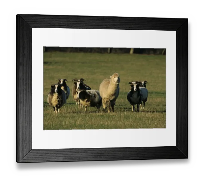 Framed Print : Alpaca (Lama pacos) adult, standing with Jacob Sheep flock in pasture, England Framed Print : Alpaca (Lama pacos) adult, standing with Jacob Sheep flock in pasture, England
