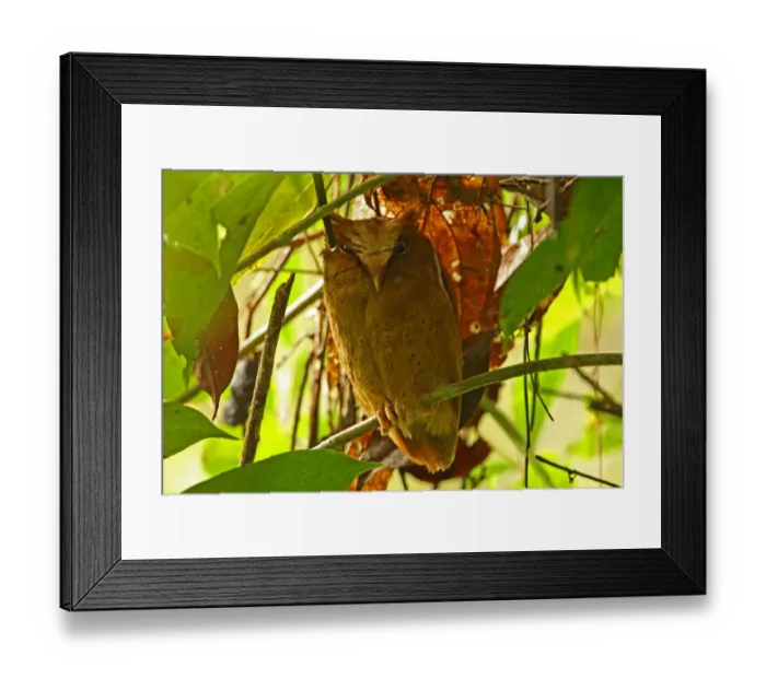 Framed Print : Serendib Scops-owl (Otus thilohoffmanni) adult, perched at daytime roost, Kitulgala, Sri Lanka, december Framed Print : Serendib Scops-owl (Otus thilohoffmanni) adult, perched at daytime roost, Kitulgala, Sri Lanka, december