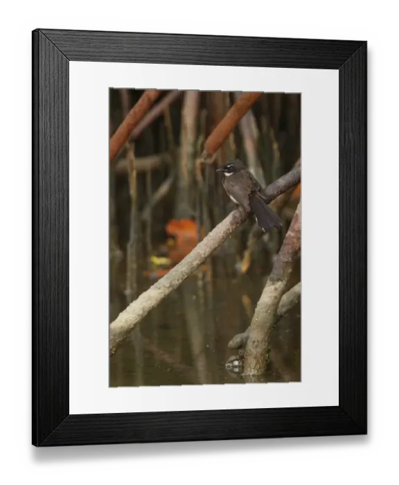 Framed Print : Pied Fantail (Rhipidura javanica longicauda) adult, perched on mangrove root over water, Thailand, february Framed Print : Pied Fantail (Rhipidura javanica longicauda) adult, perched on mangrove root over water, Thailand, february