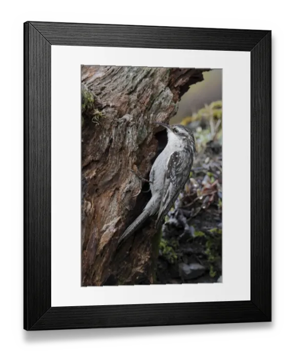 Framed Print : Bar-tailed Treecreeper (Certhia himalayana) adult, foraging on tree stump, Meilixueshan, Yunnan, China, may