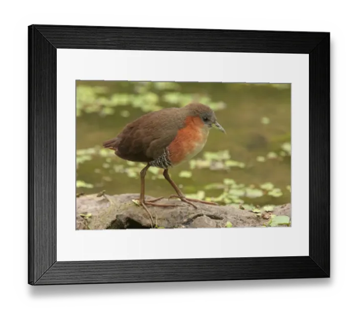 Framed Print : Rufous-sided Crake (Laterallus melanophaius) adult, standing at edge of water, Vicente Lopez, Buenos Aires Province, Argentina, october