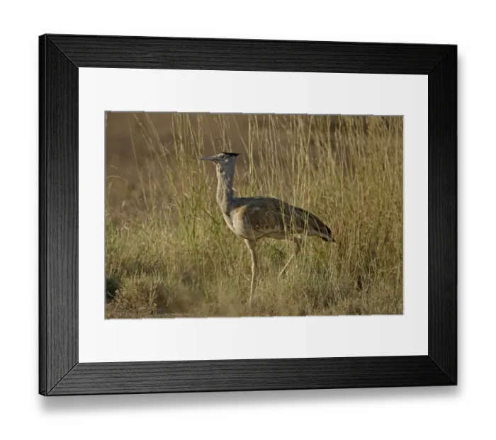 Framed Print : Arabian Bustard (Ardeotis arabs) adult, walking amongst long grass, Awash N. P. Afar Region, Ethiopia Framed Print : Arabian Bustard (Ardeotis arabs) adult, walking amongst long grass, Awash N. P. Afar Region, Ethiopia