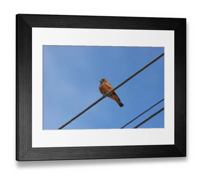 Framed Print : Cliff Flycatcher (Hirundinea ferruginea) adult, perched on overhead wire, Quilmes, Salta, Argentina, april Framed Print : Cliff Flycatcher (Hirundinea ferruginea) adult, perched on overhead wire, Quilmes, Salta, Argentina, april