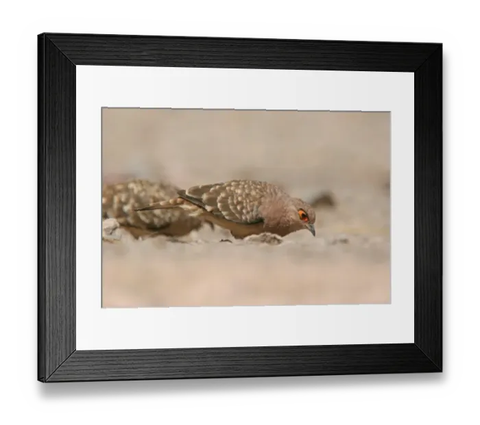 Framed Print : Bare-faced Ground-dove (Metriopelia ceciliae zimmeri) adult, foraging on ground, Putre, Northern Chile, november Framed Print : Bare-faced Ground-dove (Metriopelia ceciliae zimmeri) adult, foraging on ground, Putre, Northern Chile, november