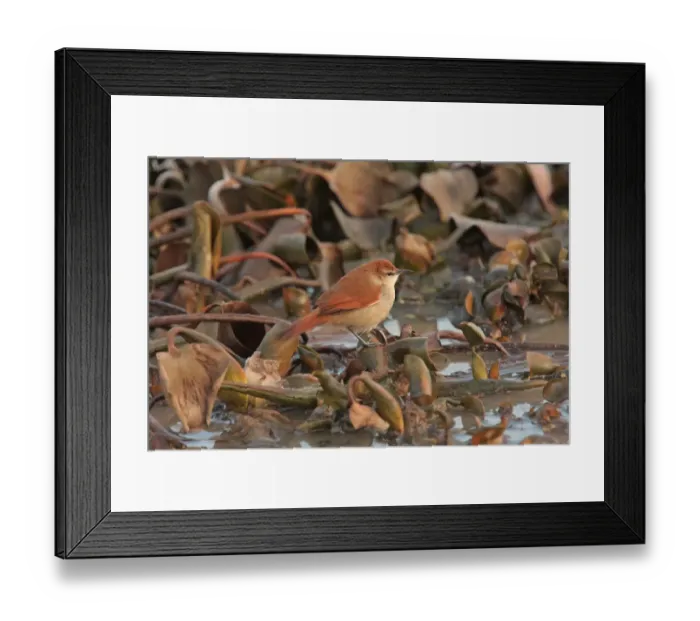 Framed Print : Yellow-chinned Spinetail (Certhiaxis cinnamomeus) adult, perched on waterplants, Ceibas, Entre Rios, Argentina, june Framed Print : Yellow-chinned Spinetail (Certhiaxis cinnamomeus) adult, perched on waterplants, Ceibas, Entre Rios, Argentina, june