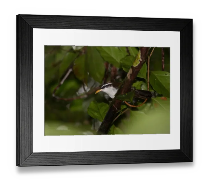 Framed Print : Ceylon Scimitar-babbler (Pomatorhinus melanurus) adult, perched on branch, Sinharaja Forest N. P. Sri Lanka, december Framed Print : Ceylon Scimitar-babbler (Pomatorhinus melanurus) adult, perched on branch, Sinharaja Forest N. P. Sri Lanka, december