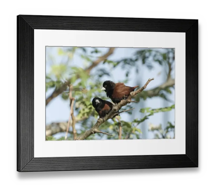 Framed Print : Chestnut Munia (Lonchura atricapilla) two adults, perched on twig, Palawan Island, Philippines Framed Print : Chestnut Munia (Lonchura atricapilla) two adults, perched on twig, Palawan Island, Philippines