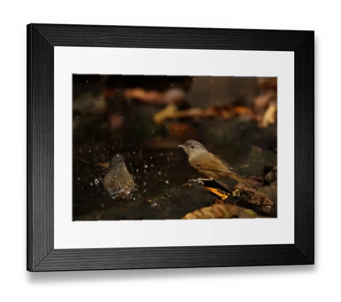 Framed Print : Brown-cheeked Fulvetta (Alcippe poioicephala) two adults, bathing at pool, Kaeng Krachan N. P. Thailand, january Framed Print : Brown-cheeked Fulvetta (Alcippe poioicephala) two adults, bathing at pool, Kaeng Krachan N. P. Thailand, january