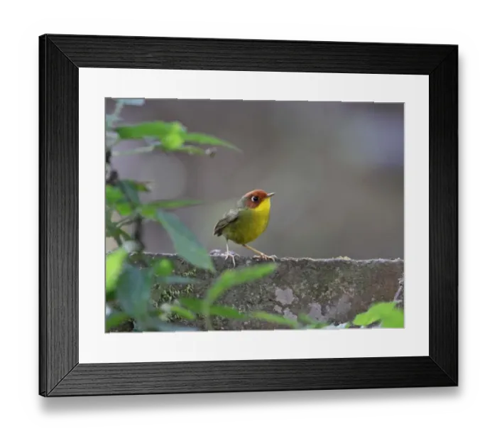Framed Print : Chestnut-headed Tesia (Tesia castaneocoronata) adult, perched on stone, Sattal, Uttarakhand, India, february Framed Print : Chestnut-headed Tesia (Tesia castaneocoronata) adult, perched on stone, Sattal, Uttarakhand, India, february