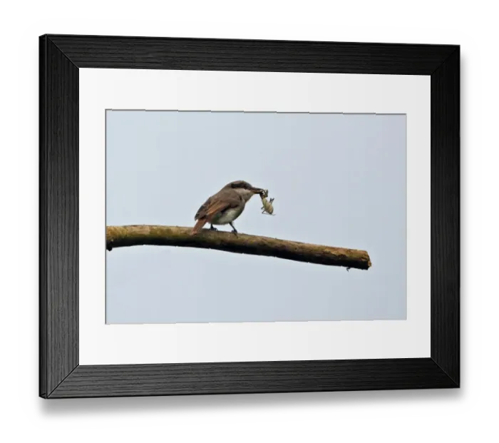 Framed Print : Large Woodshrike (Tephrodornis gularis) adult, feeding on praying mantis, perched on branch, Kaeng Krachan N. P. Thailand, november Framed Print : Large Woodshrike (Tephrodornis gularis) adult, feeding on praying mantis, perched on branch, Kaeng Krachan N. P. Thailand, november