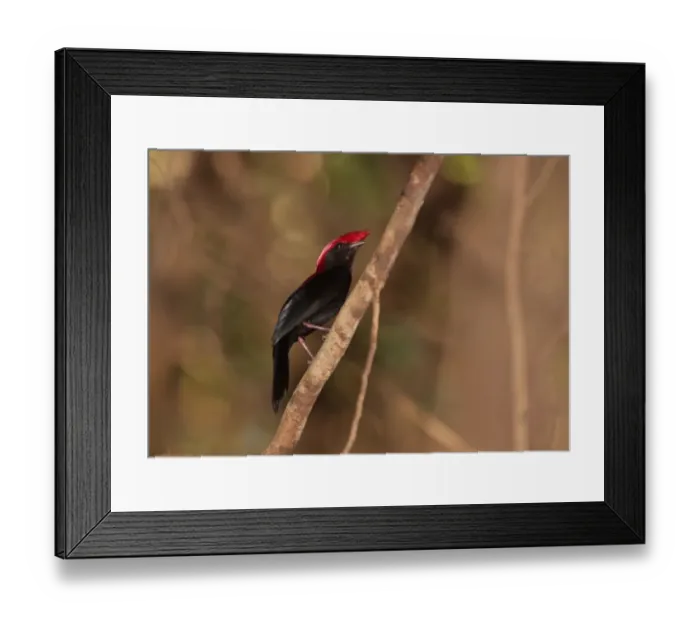 Framed Print : Helmeted Manakin (Antilophia galeata) adult male, perched on song post, Pantanal Wildlife Centre, Mato Grosso, Brazil, september Framed Print : Helmeted Manakin (Antilophia galeata) adult male, perched on song post, Pantanal Wildlife Centre, Mato Grosso, Brazil, september