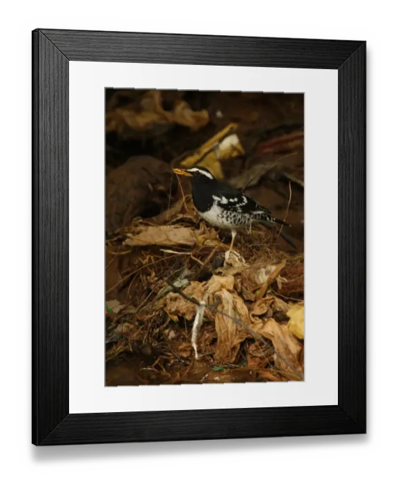 Framed Print : Pied Thrush (Zoothera wardii) adult male, feeding amongst rubbish in stream, Victoria Park, Nuwara Eliya, Sri Lanka, december Framed Print : Pied Thrush (Zoothera wardii) adult male, feeding amongst rubbish in stream, Victoria Park, Nuwara Eliya, Sri Lanka, december