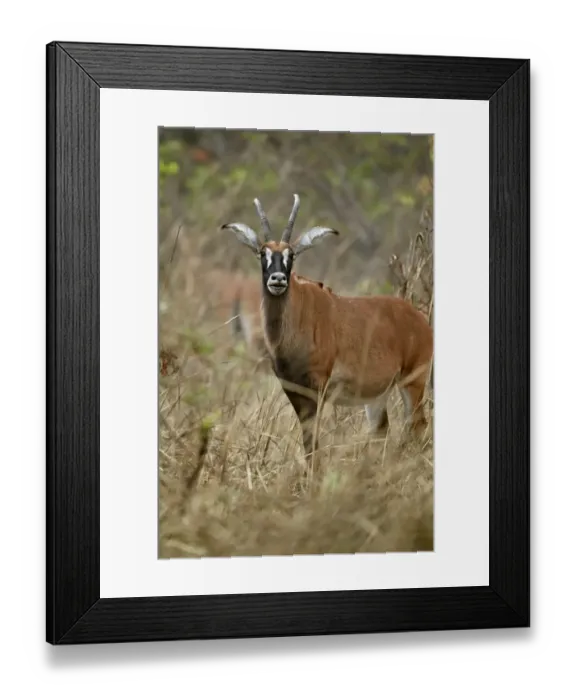 Framed Print : Roan Antelope (Hippotragus equinus) adult female, with mouth open, standing in dry woodland, Fatalah Reserve, Senegal, january Framed Print : Roan Antelope (Hippotragus equinus) adult female, with mouth open, standing in dry woodland, Fatalah Reserve, Senegal, january