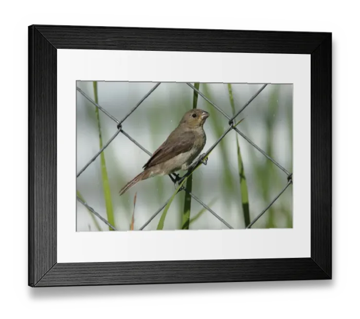 Framed Print : Double-collared Seedeater (Sporophila caerulescens) adult female, perched on chainlink fence, Costanera Sur, Buenos Aires Province, Argentina, february Framed Print : Double-collared Seedeater (Sporophila caerulescens) adult female, perched on chainlink fence, Costanera Sur, Buenos Aires Province, Argentina, february