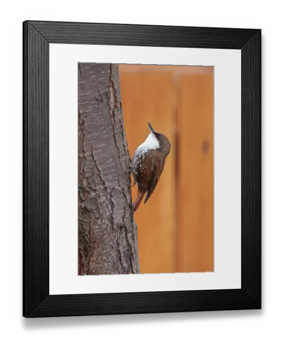 Framed Print : White-throated Treerunner (Pygarrhichas albogularis) adult, clinging to tree trunk, Rio Hermoso, Neuquen, Argentina, october Framed Print : White-throated Treerunner (Pygarrhichas albogularis) adult, clinging to tree trunk, Rio Hermoso, Neuquen, Argentina, october