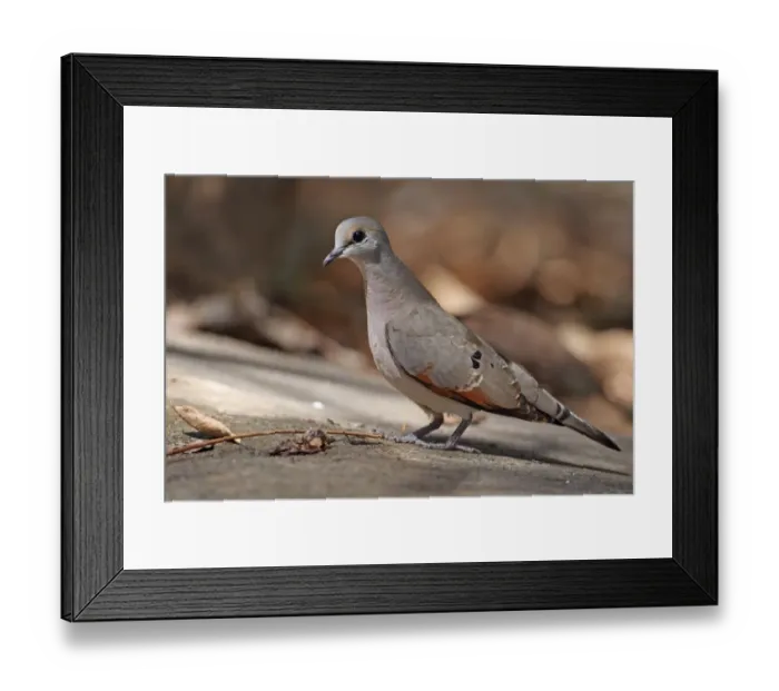 Framed Print : Black-billed Wood Dove (Turtur abyssinicus) adult, standing on ground, Gambia, january Framed Print : Black-billed Wood Dove (Turtur abyssinicus) adult, standing on ground, Gambia, january