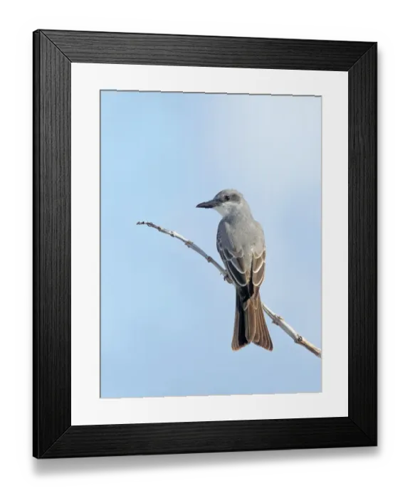 Framed Print : Grey Kingbird (Tyrannus dominicensis) adult, perched on stem, Providenciales, Caicos Islands, Turks and Caicos Islands Framed Print : Grey Kingbird (Tyrannus dominicensis) adult, perched on stem, Providenciales, Caicos Islands, Turks and Caicos Islands
