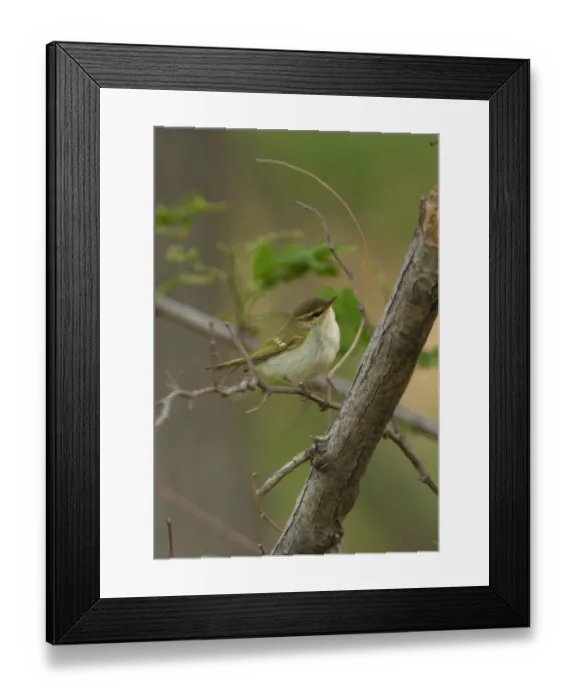 Framed Print : Two-barred Greenish Warbler (Phylloscopus plumbeitarsus) adult, perched on twig, Hebei, China, may