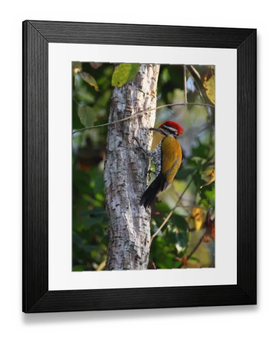 Framed Print : Common Flameback (Dinopium javanense intermedium) adult male, drumming on tree trunk, Kaeng Krachan N. P. Thailand, february