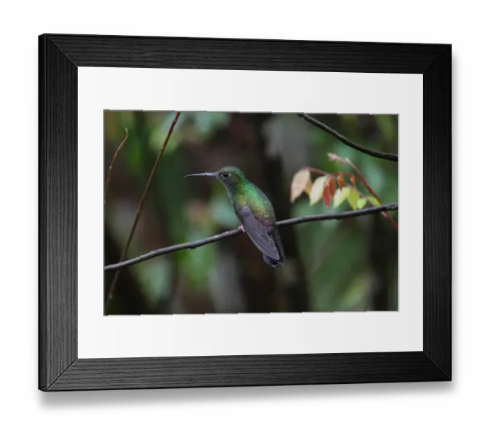 Framed Print : Red-footed Plumeleteer (Chalybura urochrysia melanorrhoa) adult female, perched on twig, Costa Rica, february Framed Print : Red-footed Plumeleteer (Chalybura urochrysia melanorrhoa) adult female, perched on twig, Costa Rica, february