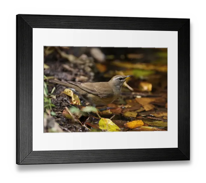 Framed Print : Eyebrowed Thrush (Turdus obscurus) immature, first winter plumage, drinking from pool, Kaeng Krachan N. P. Thailand, january Framed Print : Eyebrowed Thrush (Turdus obscurus) immature, first winter plumage, drinking from pool, Kaeng Krachan N. P. Thailand, january