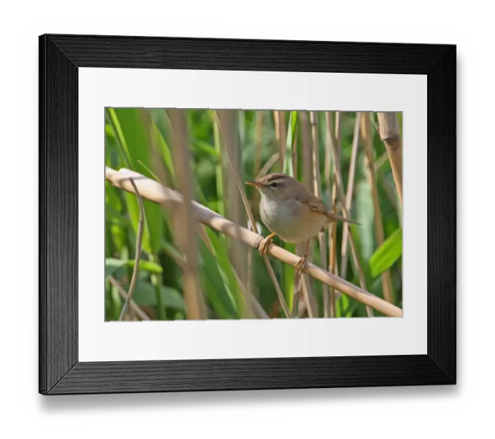 Framed Print : Black-browed Reed-warbler (Acrocephalus bistrigiceps) adult, perched on reed stem, Beidaihe, Hebei, China, may Framed Print : Black-browed Reed-warbler (Acrocephalus bistrigiceps) adult, perched on reed stem, Beidaihe, Hebei, China, may