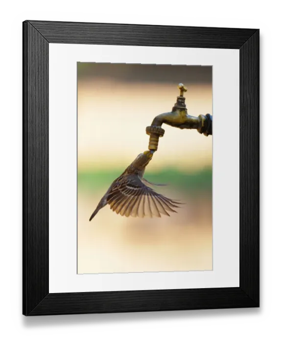 Framed Print : Sakalava Weaver (Ploceus sakalava) adult male, in flight, drinking from tap, Ifaty, Western Madagascar, august Framed Print : Sakalava Weaver (Ploceus sakalava) adult male, in flight, drinking from tap, Ifaty, Western Madagascar, august