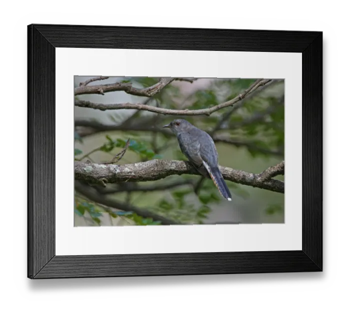 Framed Print : Grey-bellied Cuckoo (Cacomantis passerinus) adult, perched on branch, Sri Lanka, december Framed Print : Grey-bellied Cuckoo (Cacomantis passerinus) adult, perched on branch, Sri Lanka, december
