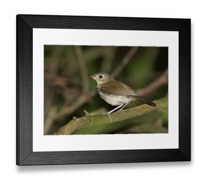 Framed Print : Southern Antpipit (Corythopis delalandi) juvenile, perched on twig, Iguazu N. P. Misiones, Argentina, november Framed Print : Southern Antpipit (Corythopis delalandi) juvenile, perched on twig, Iguazu N. P. Misiones, Argentina, november