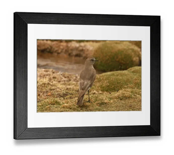 Framed Print : White-fronted Ground-tyrant (Muscisaxicola albifrons) adult, standing on ground, Lauca N. P. Northern Chile, november Framed Print : White-fronted Ground-tyrant (Muscisaxicola albifrons) adult, standing on ground, Lauca N. P. Northern Chile, november