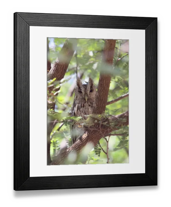 Framed Print : Pacific Screech-owl (Megascops cooperi) adult, roosting on branch in tree, Costa Rica, february Framed Print : Pacific Screech-owl (Megascops cooperi) adult, roosting on branch in tree, Costa Rica, february