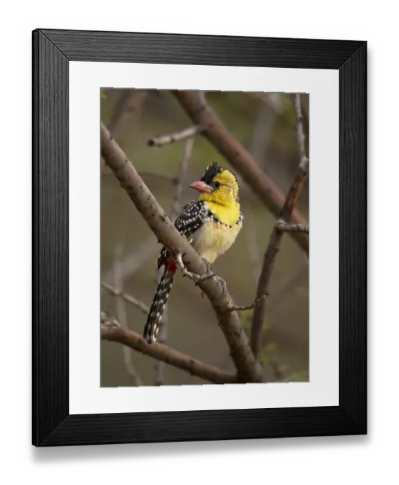 Framed Print : Yellow-breasted Barbet (Trachyphonus margaritatus) adult, perched on branch, Bilen, Ethiopia Framed Print : Yellow-breasted Barbet (Trachyphonus margaritatus) adult, perched on branch, Bilen, Ethiopia