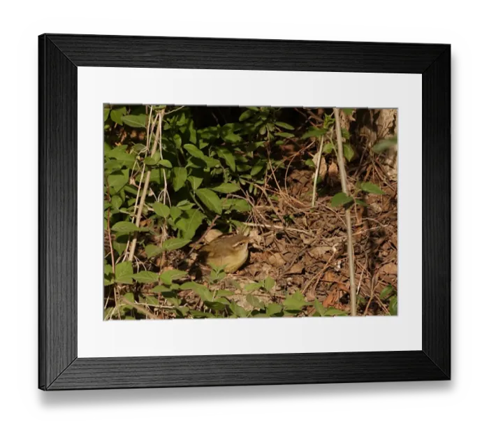 Framed Print : Radde's Warbler (Phylloscopus schwarzi) adult, foraging on ground, Beidaihe, Hebei, China, may Framed Print : Radde's Warbler (Phylloscopus schwarzi) adult, foraging on ground, Beidaihe, Hebei, China, may
