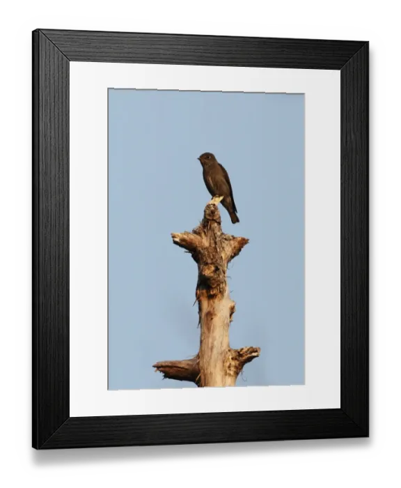Framed Print : Dark-sided Flycatcher (Muscicapa sibirica rothschildi) adult, very dark individual, perched on dead tree, Kaeng Krachan N. P. Thailand, february Framed Print : Dark-sided Flycatcher (Muscicapa sibirica rothschildi) adult, very dark individual, perched on dead tree, Kaeng Krachan N. P. Thailand, february