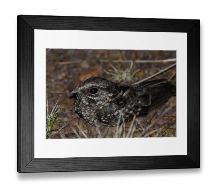 Framed Print : Rufous Nightjar (Caprimulgus rufus) adult, resting on ground at night, Rupununi, Guyana Framed Print : Rufous Nightjar (Caprimulgus rufus) adult, resting on ground at night, Rupununi, Guyana