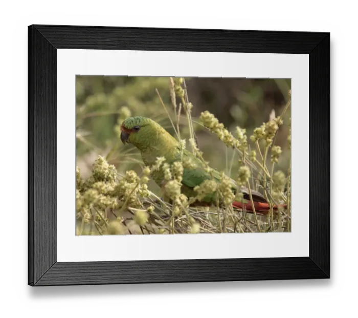 Framed Print : Austral Parakeet (Enicognathus ferrugineus) adult, feeding, Villa Pehuenia, Neuquen, Argentina, december Framed Print : Austral Parakeet (Enicognathus ferrugineus) adult, feeding, Villa Pehuenia, Neuquen, Argentina, december
