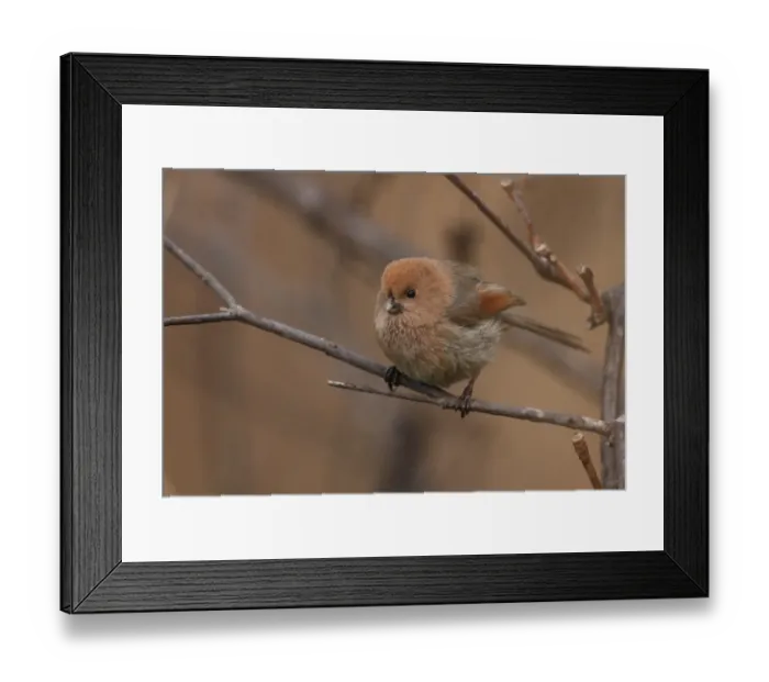 Framed Print : Vinous-throated Parrotbill (Paradoxornis webbianus fulvicauda) adult, perched on twig, Bai He River, Huiro, China, may