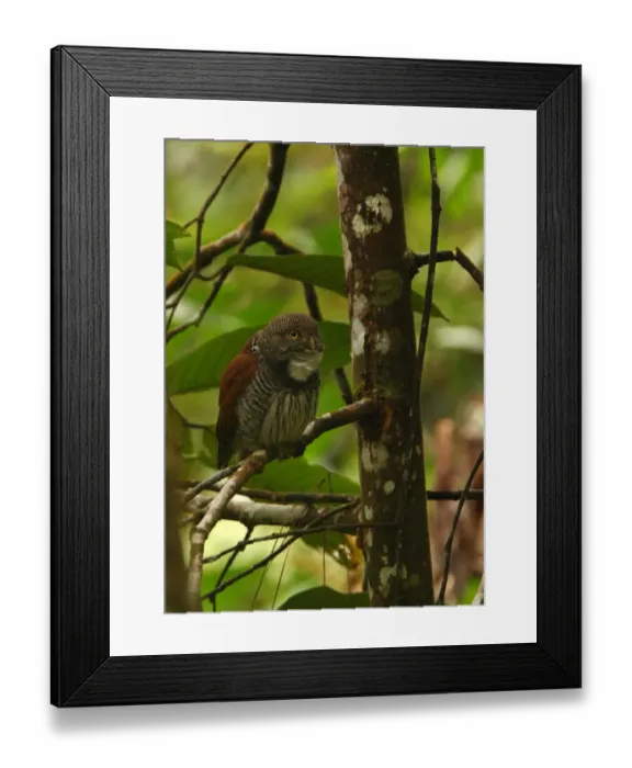 Framed Print : Chestnut-backed Owlet (Glaucidium castanonotum) adult, calling, perched on branch, Sinharaja Forest N. P. Sri Lanka, december Framed Print : Chestnut-backed Owlet (Glaucidium castanonotum) adult, calling, perched on branch, Sinharaja Forest N. P. Sri Lanka, december