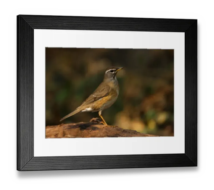 Framed Print : Eyebrowed Thrush (Turdus obscurus) immature, first winter plumage, standing on log, Kaeng Krachan N. P. Thailand, january