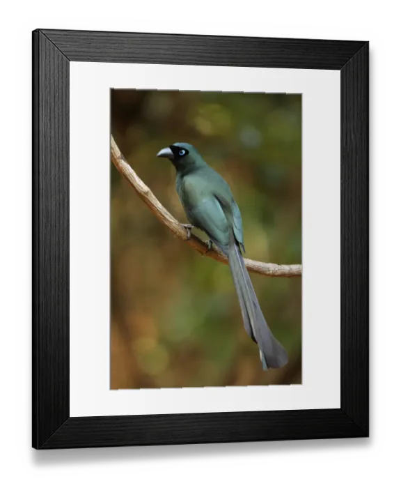 Framed Print : Racket-tailed Treepie (Crypsirina temia) adult, perched on vine, Kaeng Krachan N. P. Thailand, february Framed Print : Racket-tailed Treepie (Crypsirina temia) adult, perched on vine, Kaeng Krachan N. P. Thailand, february