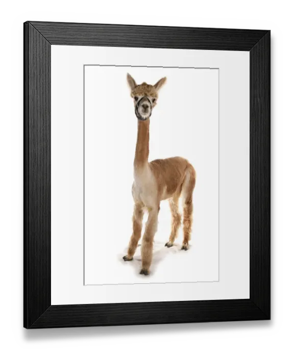 Framed Print : Alpaca (Lama pacos) adult, with clipped coat, standing Framed Print : Alpaca (Lama pacos) adult, with clipped coat, standing