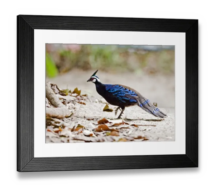 Framed Print : Palawan Peacock-pheasant (Polyplectron napoleonis) adult male, walking, Puerto Princesa Subterranean River N. P. Saint Paul Mountain Range, Palawan Island, Philippines Framed Print : Palawan Peacock-pheasant (Polyplectron napoleonis) adult male, walking, Puerto Princesa Subterranean River N. P. Saint Paul Mountain Range, Palawan Island, Philippines