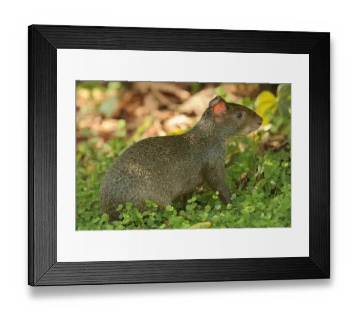 Framed Print : Azara's Agouti (Dasyprocta azarae) adult, sitting, Parque Nacional Iguazu, Misiones, Argentina, november Framed Print : Azara's Agouti (Dasyprocta azarae) adult, sitting, Parque Nacional Iguazu, Misiones, Argentina, november