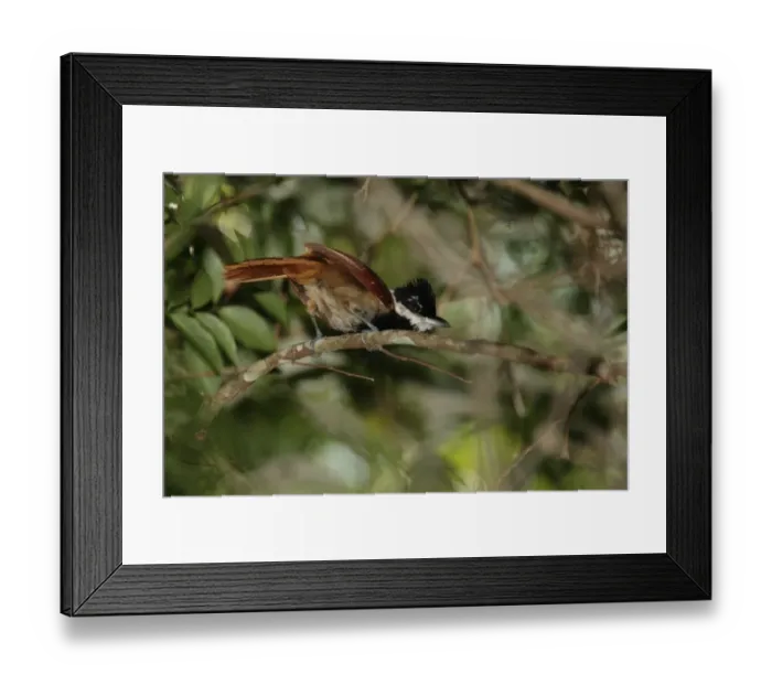 Framed Print : White-bearded Antshrike (Biatas nigropectus) adult male, perched on twig, Parque Nacional Iguazu, Misiones, Argentina, november Framed Print : White-bearded Antshrike (Biatas nigropectus) adult male, perched on twig, Parque Nacional Iguazu, Misiones, Argentina, november