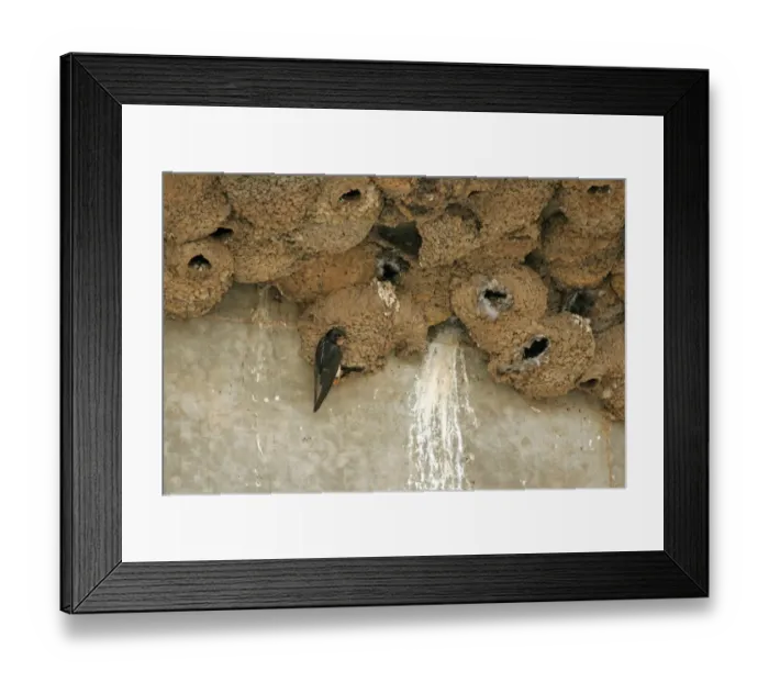 Framed Print : South African Cliff Swallow (Petrochelidon spilodera) adult, at mud nest in nesting colony under bridge, South Africa Framed Print : South African Cliff Swallow (Petrochelidon spilodera) adult, at mud nest in nesting colony under bridge, South Africa