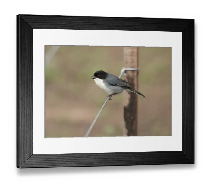 Framed Print : Black-capped Warbling-finch (Poospiza melanoleuca) juvenile, calling, perched on wire fence, El Bagual, Formosa, Argentina, august Framed Print : Black-capped Warbling-finch (Poospiza melanoleuca) juvenile, calling, perched on wire fence, El Bagual, Formosa, Argentina, august