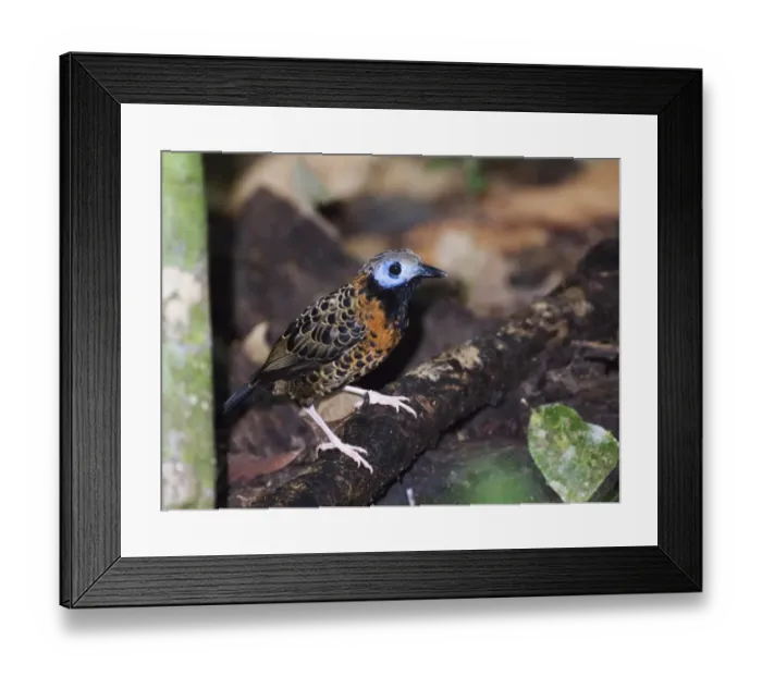Framed Print : Ocellated Antbird (Phaenostictus mcleannani) adult, perched on fallen branch in rainforest, Pipeline Road, Soberiana N. P. Panama Framed Print : Ocellated Antbird (Phaenostictus mcleannani) adult, perched on fallen branch in rainforest, Pipeline Road, Soberiana N. P. Panama